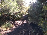hiena dell Asino20100912 027